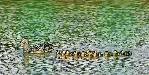 《萤火虫湾》Steam页面上线 明年秋季发售